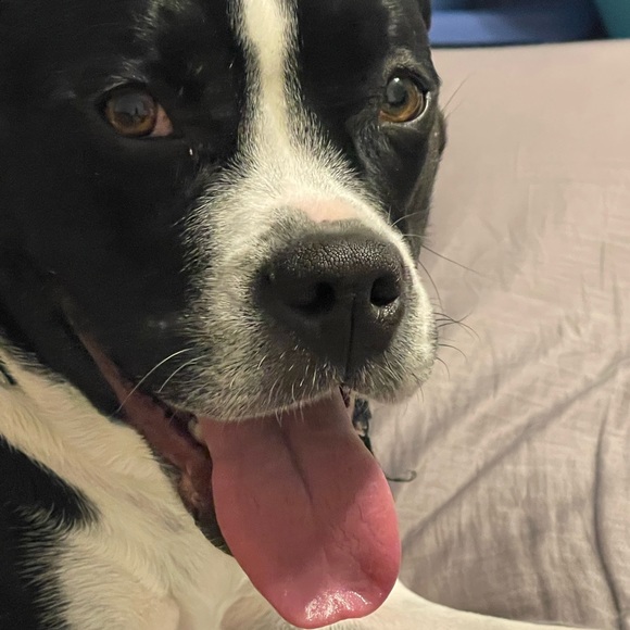 Meet your Posher, Carla - Picture 2 of 3